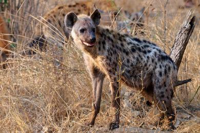 Hyena